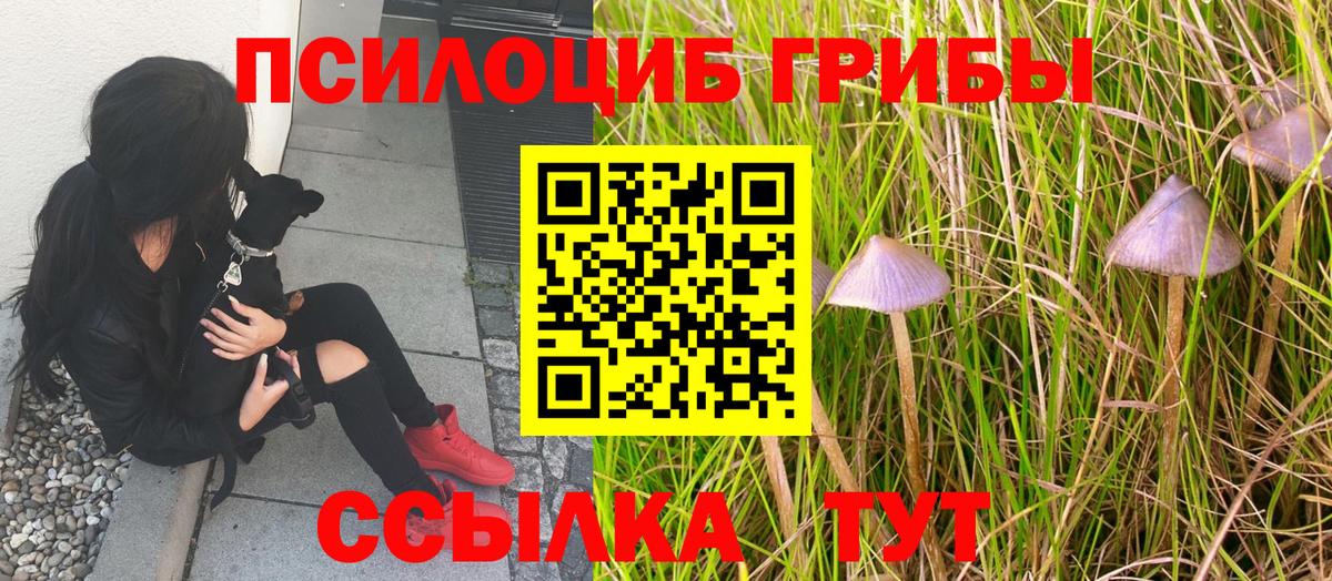 Псилоцибиновые грибы GOLDEN TEACHER  Вход с VPN  Тосно  Псилоцибиновые грибы мицелий 